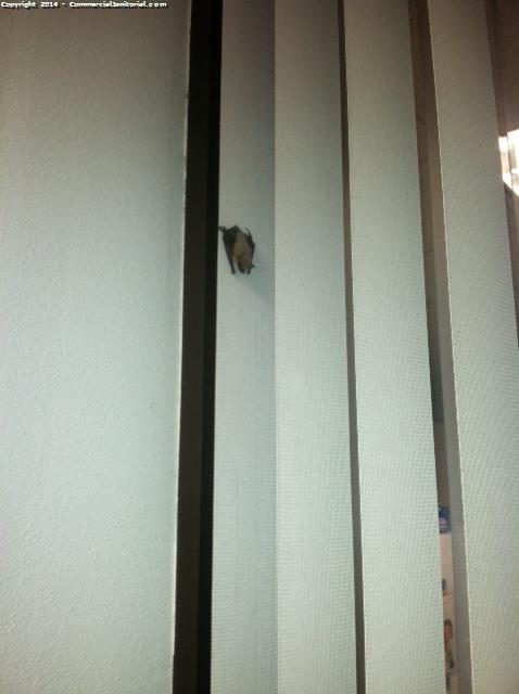 There was a small bat found inside of the third floor cleaners just left it and called client to inform them 